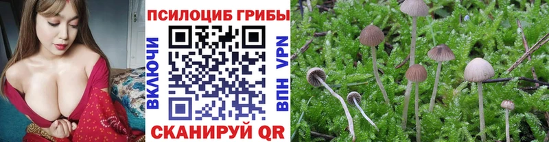 Купить закладки  Строитель  Псилоцибиновые грибы Psilocybe 